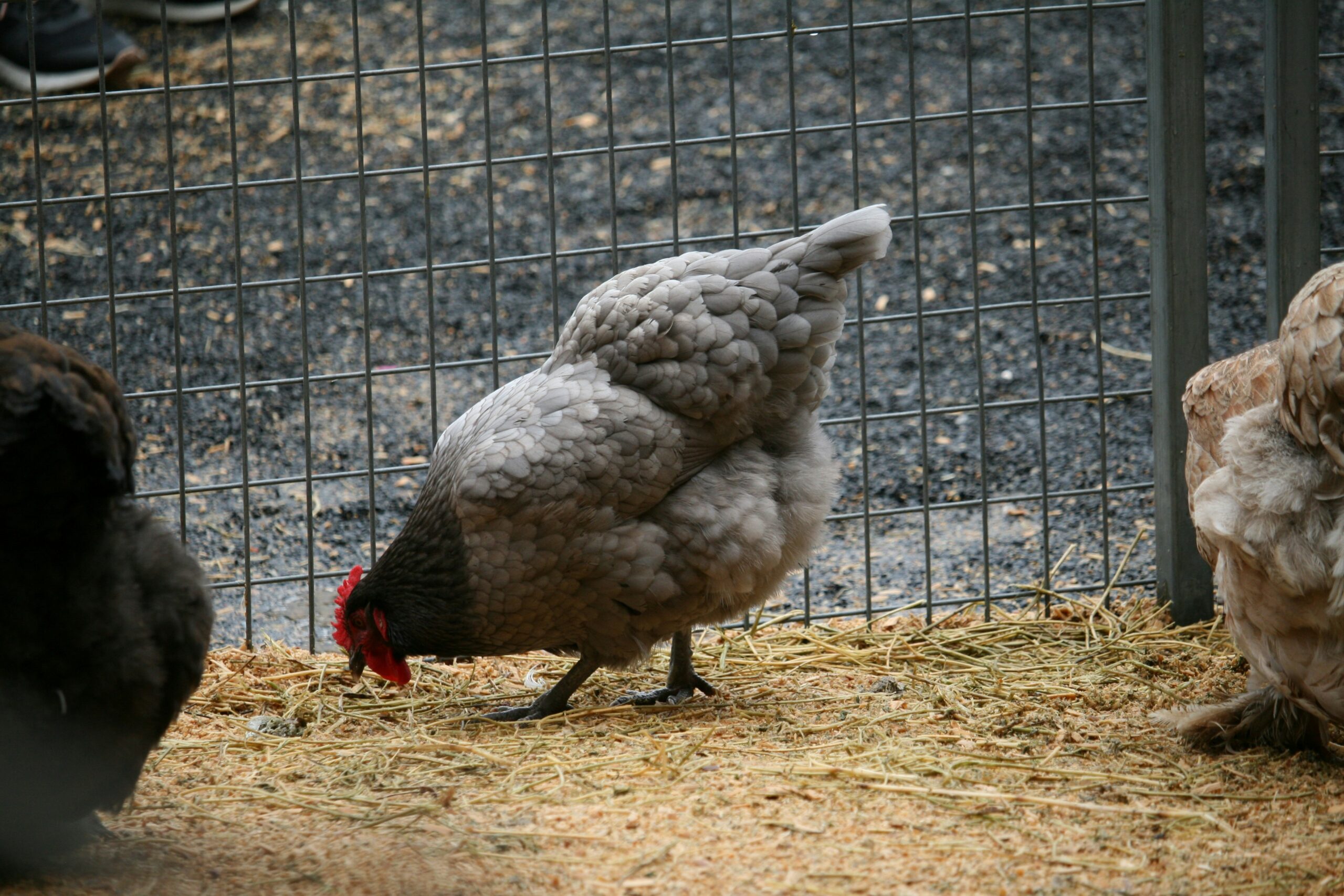 Two chickens standing next to each other near a fence